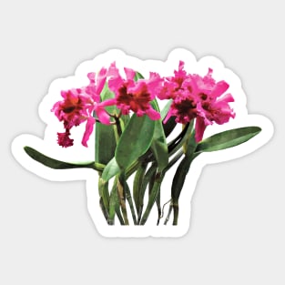 Orchid Chorus Line Sticker